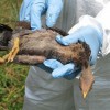 宮崎県　今月2例目の鳥インフルエンザ検出　ヒトへの影響は？